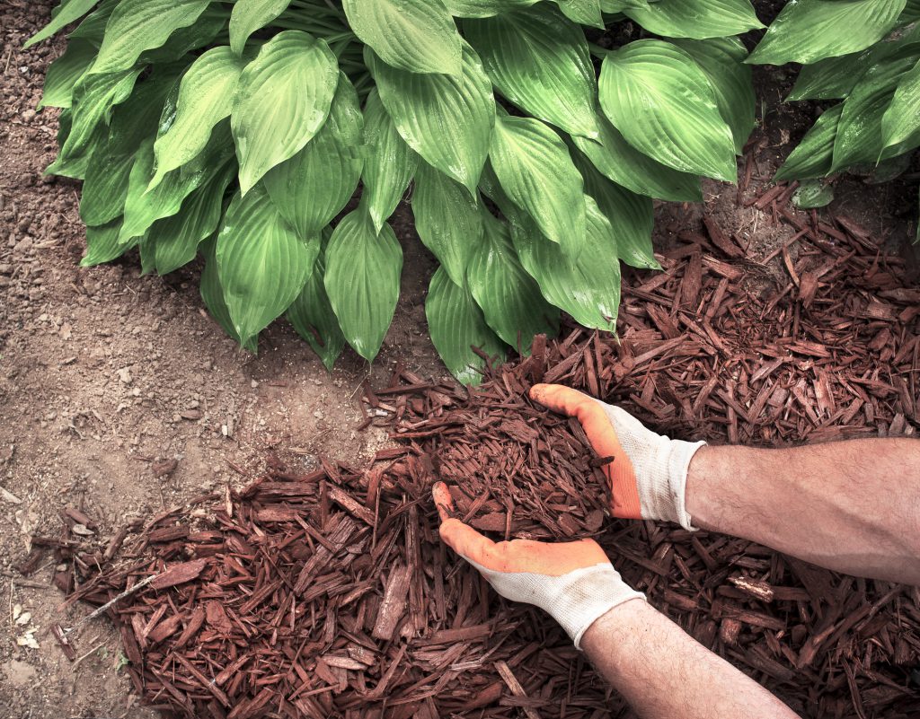 man spreading mulch around hosta plants in garden