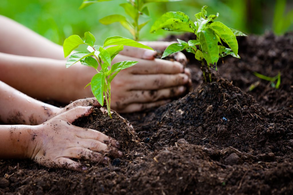 Parent and child planting young plants