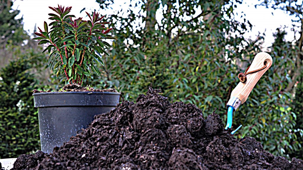 Mushroom compost next to plant pot