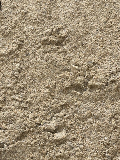 sharp sand