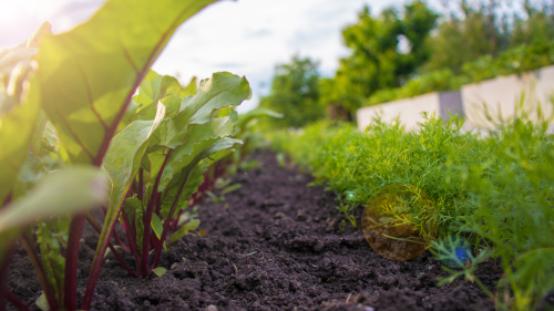veg growing