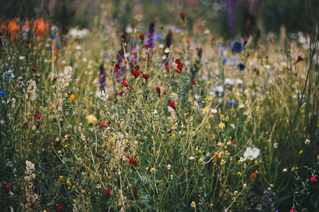 wildflower meadow