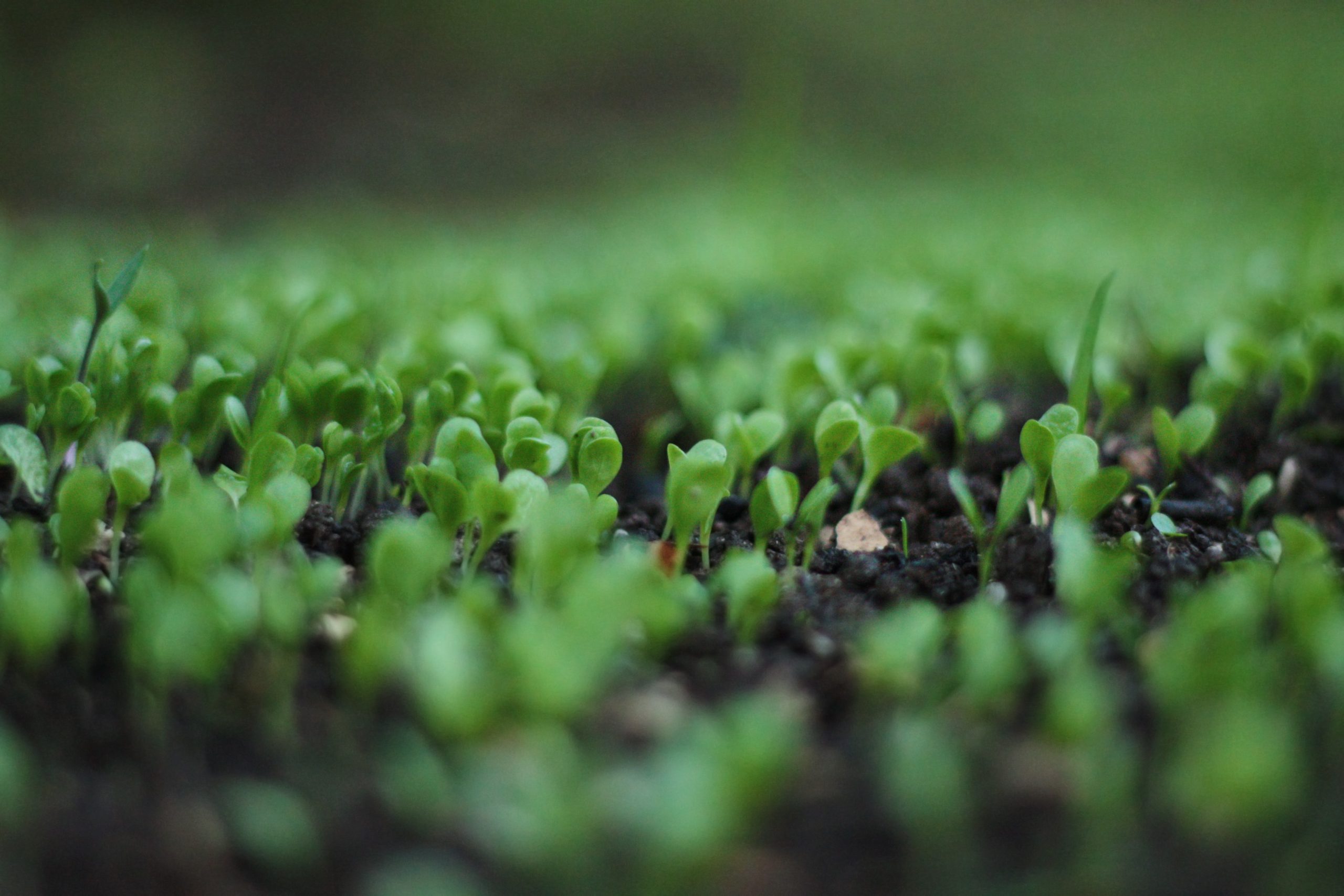 plants growing in soil