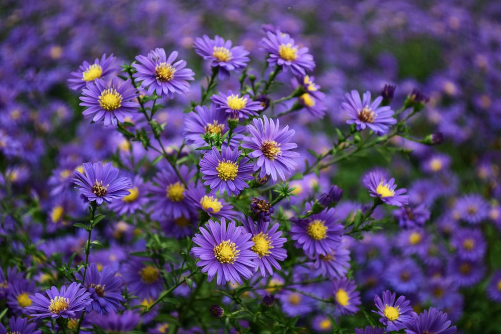 purple flowers close up