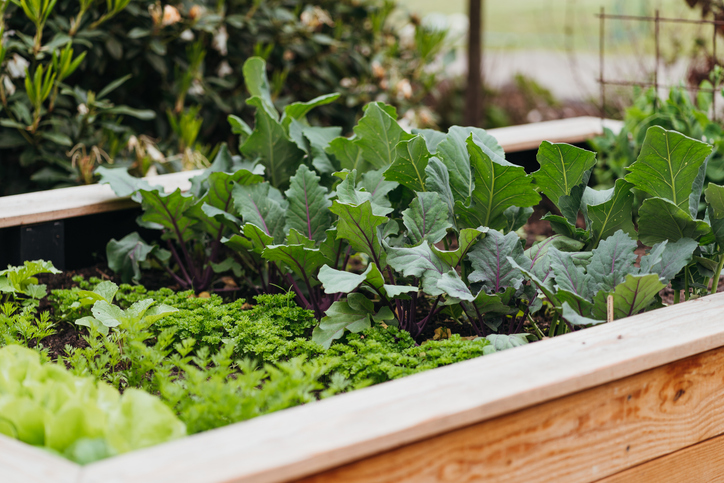 close up of raised beds